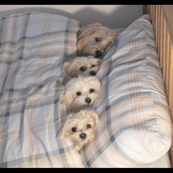 Meet your Posher, Daniel - Picture 1 of 1